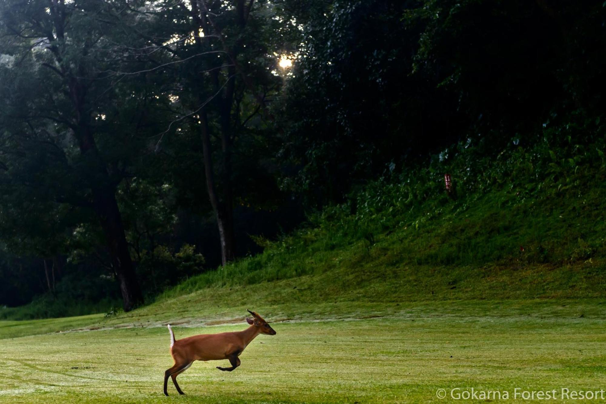 Gokarna Forest Resort Katmandou Extérieur photo