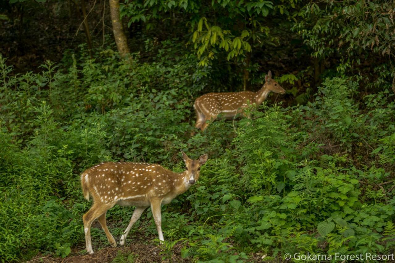 Gokarna Forest Resort Katmandou Extérieur photo